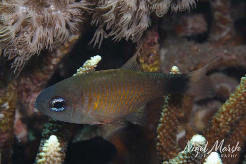 Dusky-tailed cardinalfish (Taeniamia macroptera) — Apogonidae