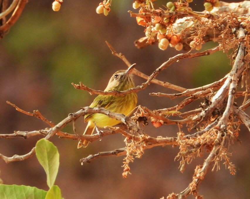 Stripe-necked Tody-Tyrant (Hemitriccus striaticollis), photo 5