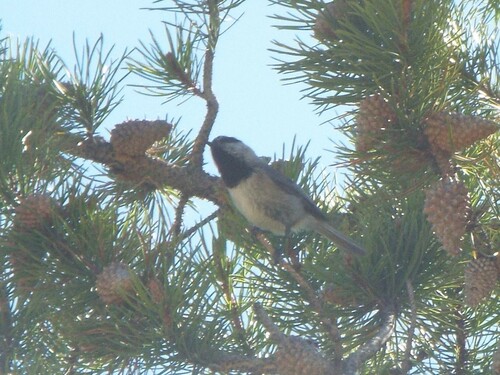 Rocky Mountains Mountain Chickadee
