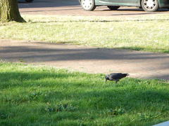 Corvus monedula
