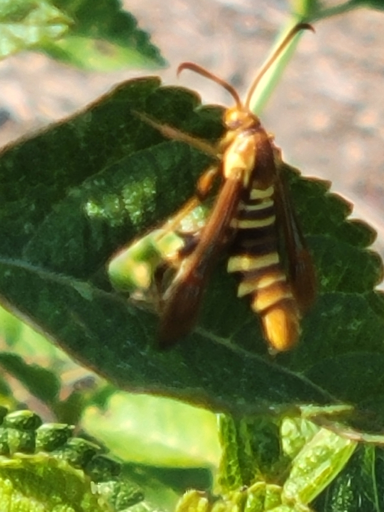 Carmenta armasata
