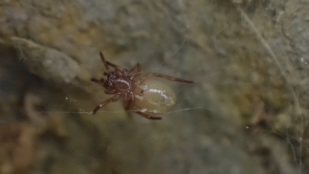 Robertus neglectus