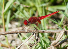 Crocothemis erythraea
