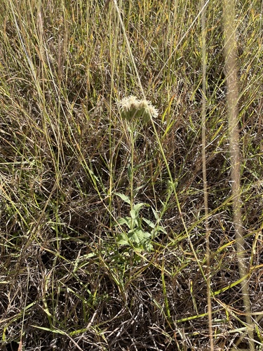 Image of Brickellia macranthra by (c) Sam Kieschnick, some rights reserved (CC BY)