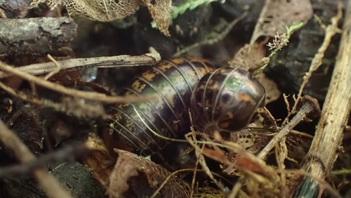 Gloméris ligure