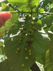 Caryomyia tuberculata