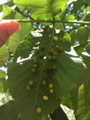 Caryomyia tuberculata