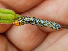 Pyrrhia