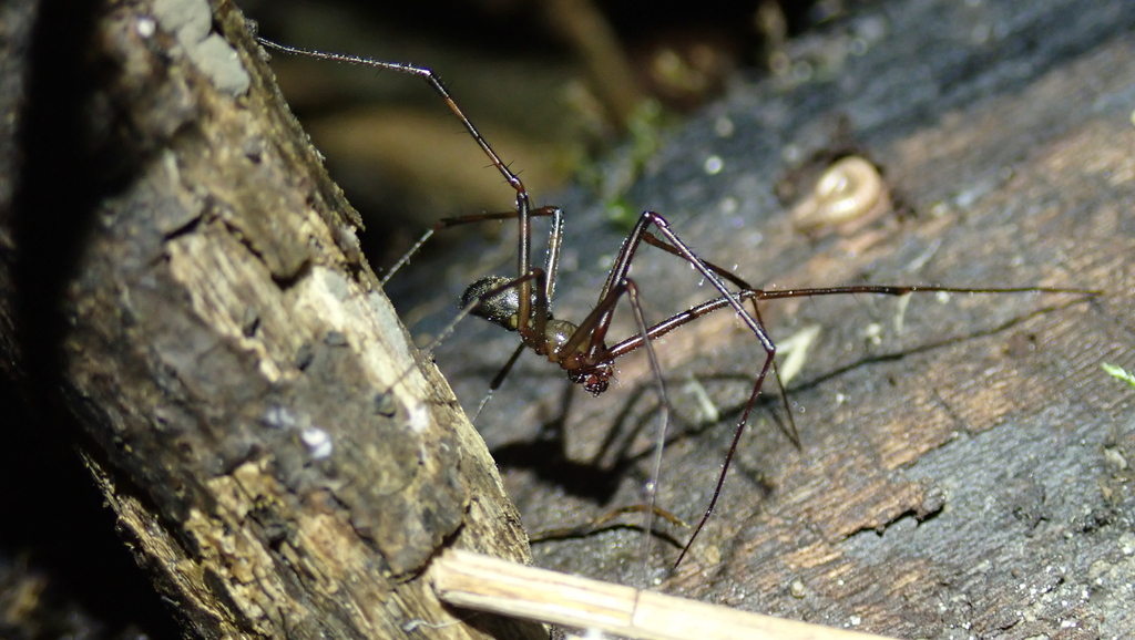 Pimoa rupicola