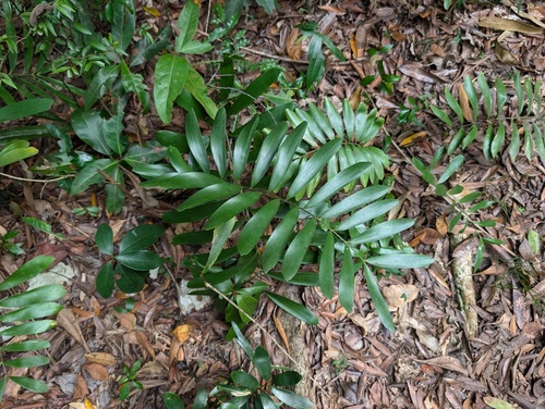 Zamia erosa, photograph 2