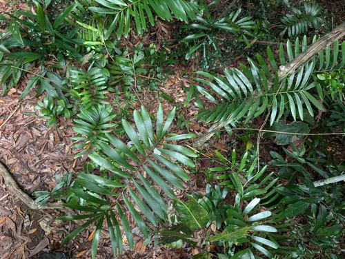 zamia (Zamia erosa)