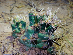 Coryphantha robustispina scheeri