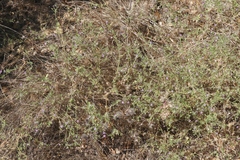 Allophyllum divaricatum