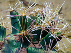 Coryphantha robustispina scheeri