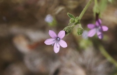 Allophyllum divaricatum
