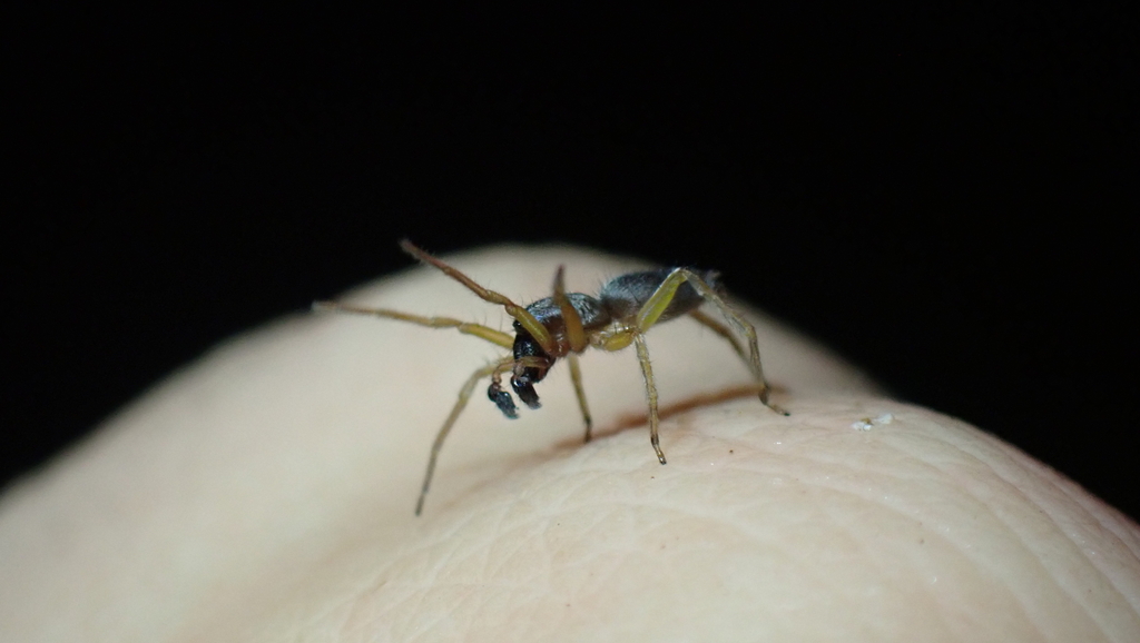 Clubiona brevipes