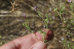 Allophyllum divaricatum