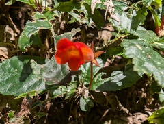 Gesneria cuneifolia, photograph (c) Zac Peterson, some rights reserved (CC BY)