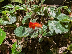 (c) Zac Peterson, some rights reserved (CC BY) Gesneria cuneifolia, photograph (c) Zac Peterson, some rights reserved (CC BY)