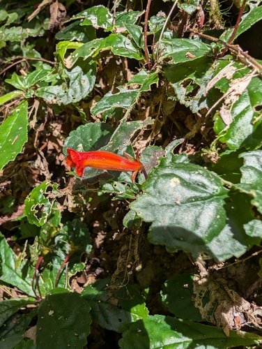 Gesneria cuneifolia, photograph 2