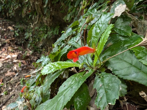 Gesneria cuneifolia, photograph 3