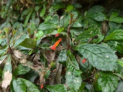 (c) Zac Peterson, some rights reserved (CC BY) Gesneria cuneifolia, photograph (c) Zac Peterson, some rights reserved (CC BY)