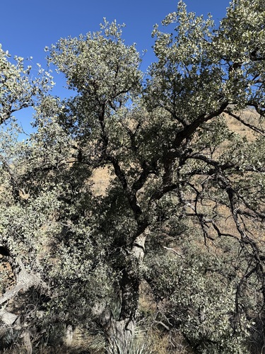 Image of Quercus oblongifolia by (c) Sue Carnahan, some rights reserved (CC BY)