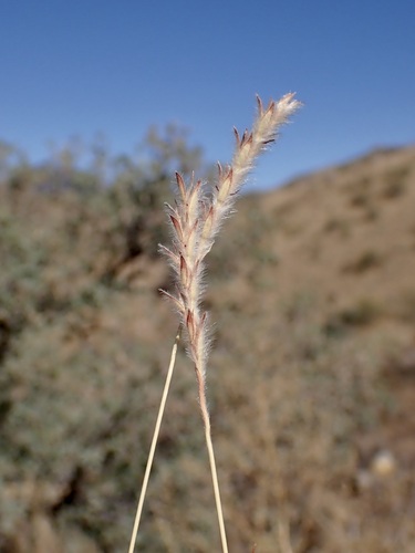Image of Elionurus barbiculmis by (c) Sue Carnahan, some rights reserved (CC BY)