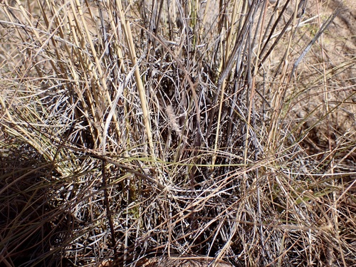 Image of Elionurus barbiculmis by (c) Sue Carnahan, some rights reserved (CC BY)