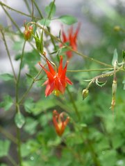Aquilegia desertorum