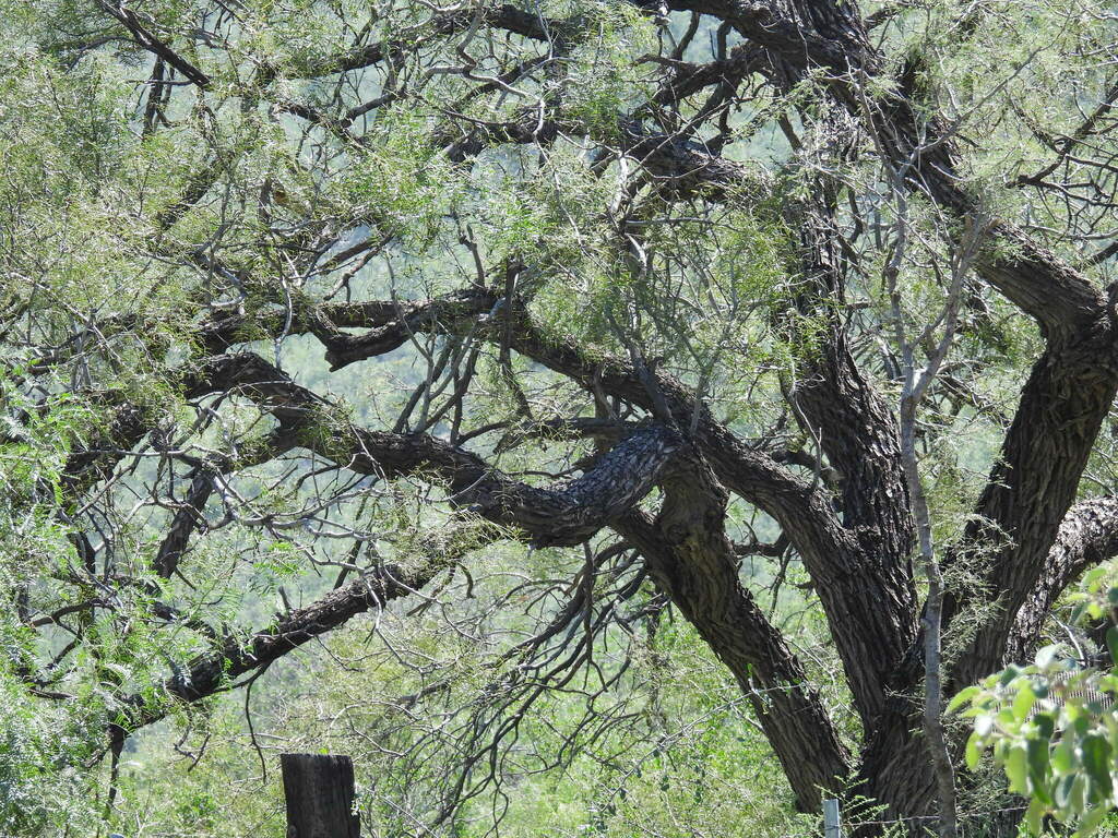 honey-mesquite-from-santa-catarina-n-l-m-xico-on-october-15-2024-at