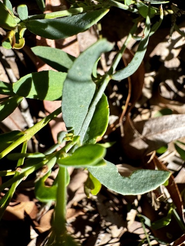 Image of Boronia fastigiata by (c) pimelea, some rights reserved (CC BY)