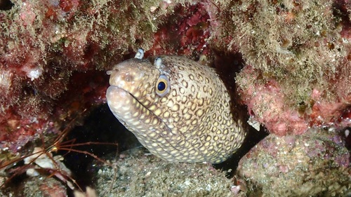Photo of Golden-speckled Moray (Muraena lentiginosa)