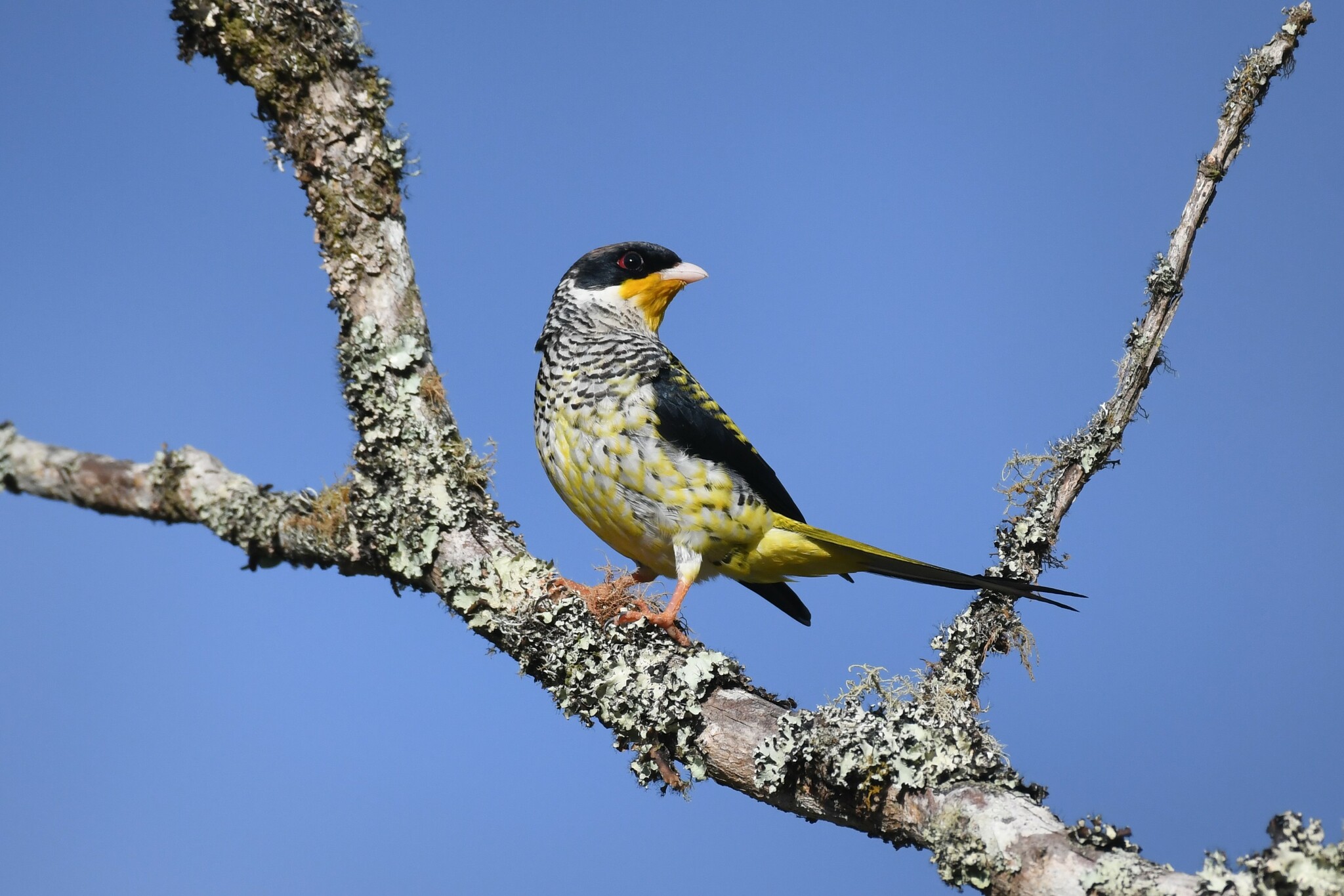 Swallow-tailed Cotinga (Phibalura flavirostris), photo 6