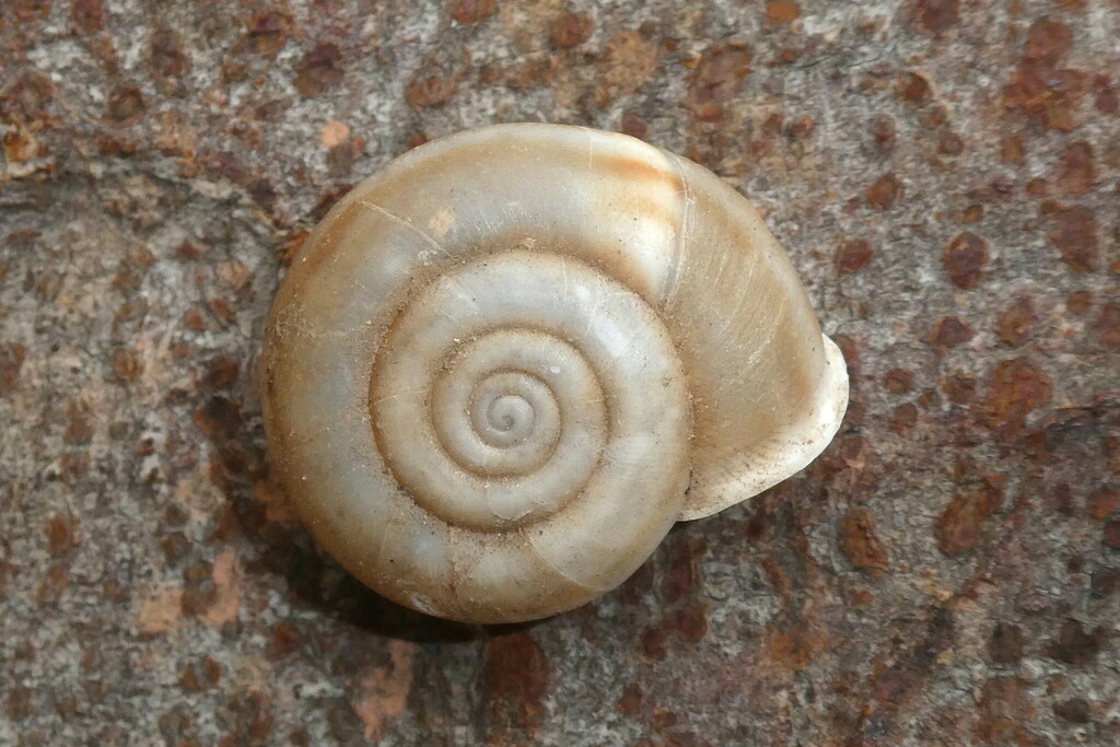 Campylaea hirta