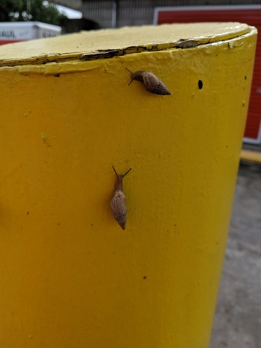 Bulimulus bonariensis