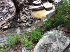 Aquilegia desertorum