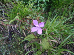 Arthrostemma ciliatum