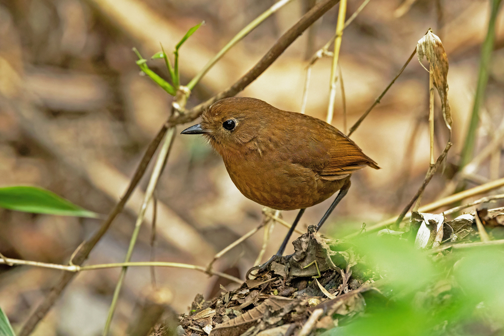 Puno Antpitta (Grallaria sinaensis) photo