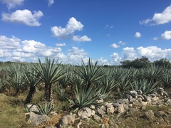 Agave fourcroydes