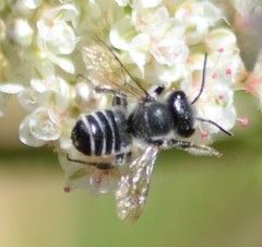 Litomegachile