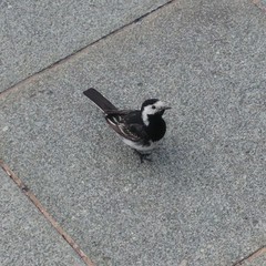 Motacilla alba yarrellii