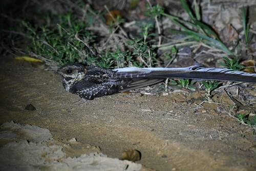 Long-trained Nightjar (Hydropsalis forcipata), photo 3
