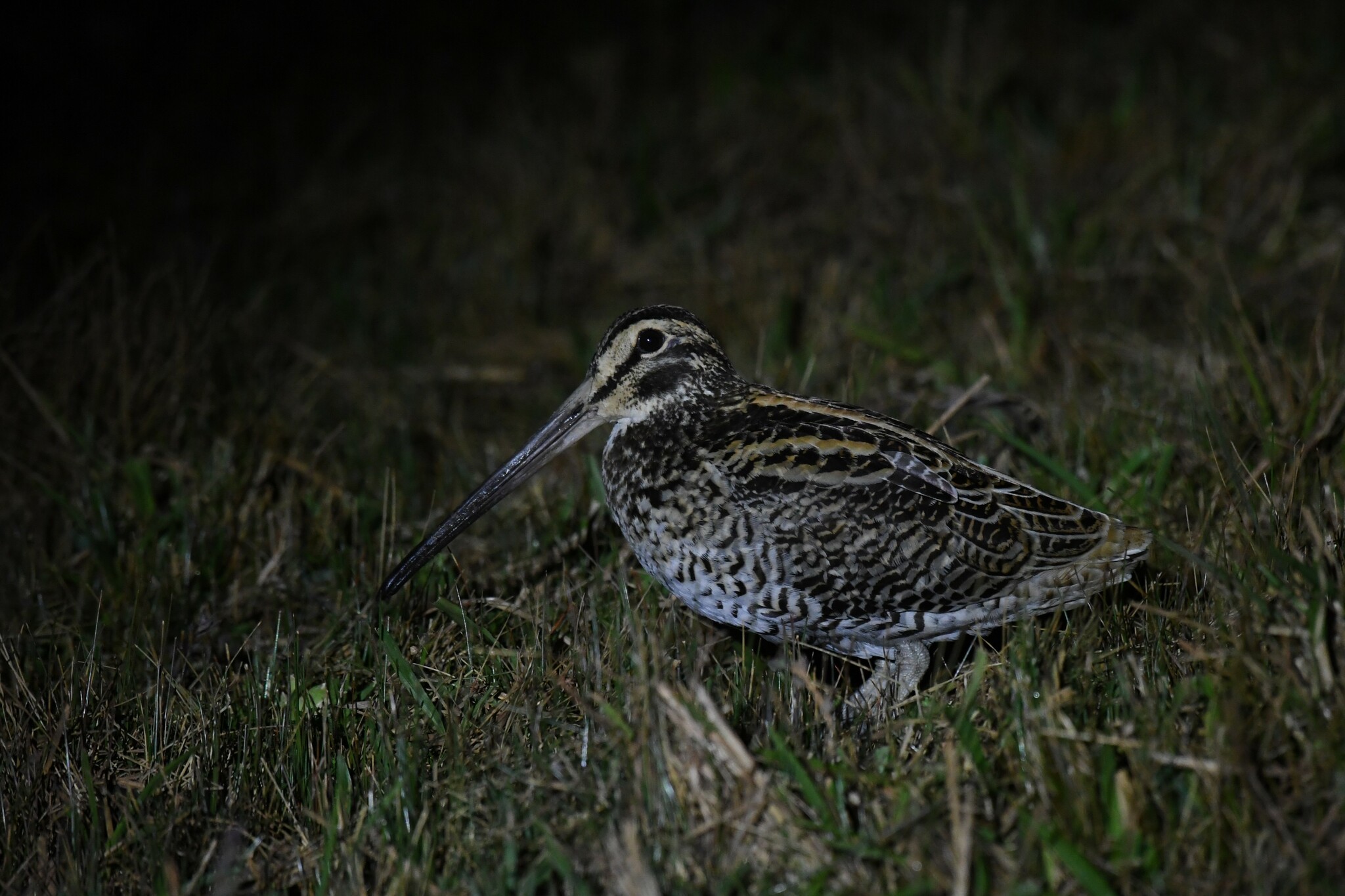Giant Snipe (Gallinago undulata), photo 4