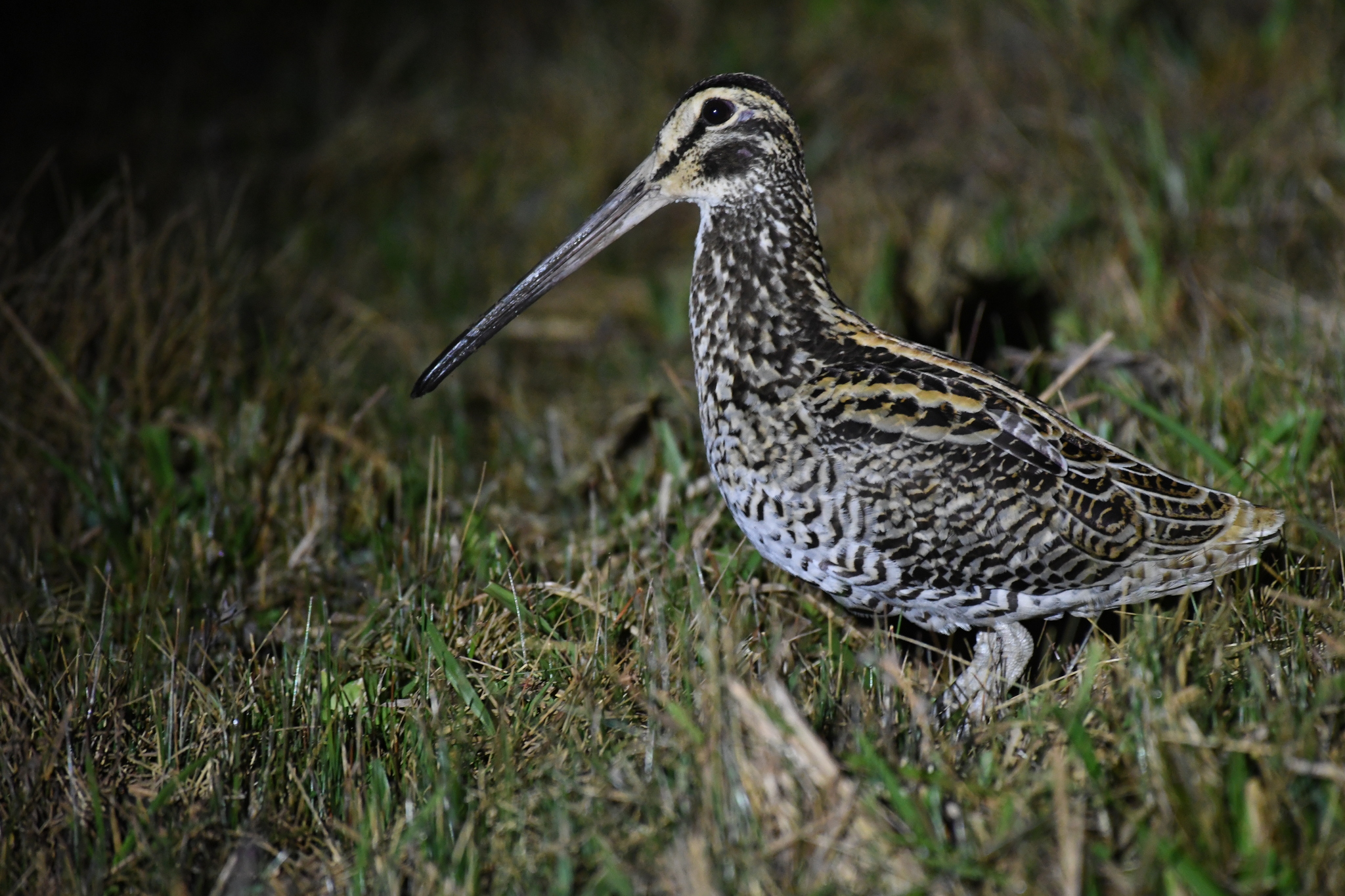 Giant Snipe (Gallinago undulata), photo 3