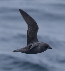Kerguelen Petrel photo 2