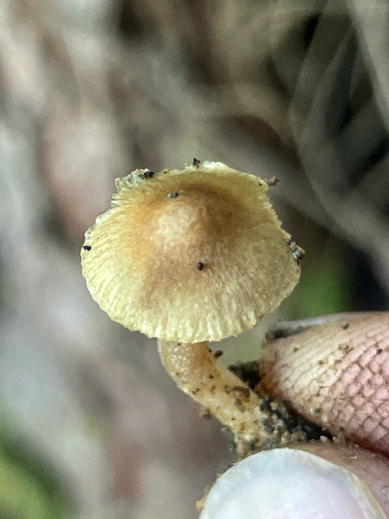 Fiber Caps in November 2024 by ym_wang_pnw · iNaturalist