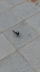 Motacilla alba yarrellii