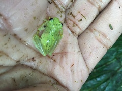 Chimerella mariaelenae