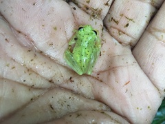 Chimerella mariaelenae